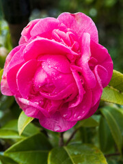 Clematis plant flowering in a UK garden