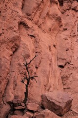 lonely dry tree in front of red rocks in the desert in Salta province, Argentina