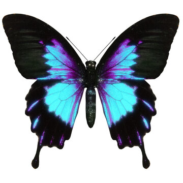 Colourful abstract neon psychedelic butterfly
