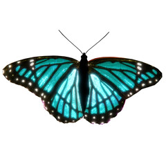 Abstract neon butterfly