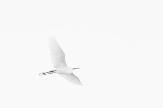 GARZA BLANCA