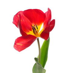 Fototapeta na wymiar Red tulip isolated on white background