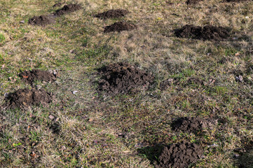 Many moles in a mountain meadow on a sunny day in early spring.