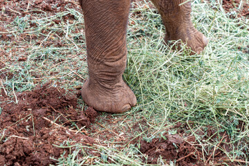 Close up of an elephant foot and leg