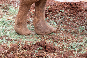 Close up of an elephant foot and leg