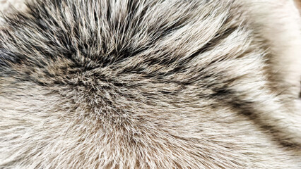 Background or texture of long animal hair. Dog fur with blur and partial focus