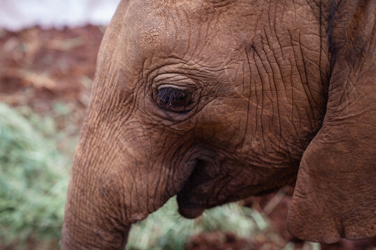 Close up of a baby elephant face, skin and eyes in Nairobi Kenya
