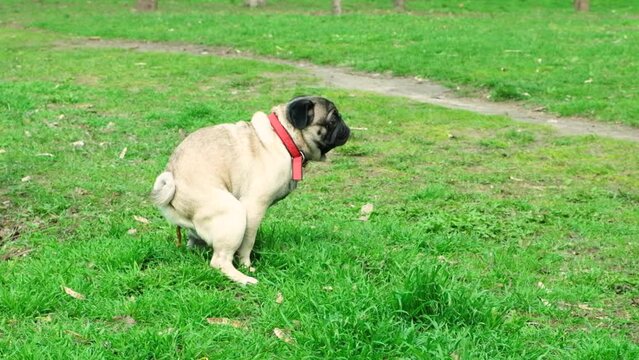 A pug poops in the park on the grass and leaves. Walking dogs in a dog park.