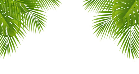 palm tree isolated on white - obrazy, fototapety, plakaty