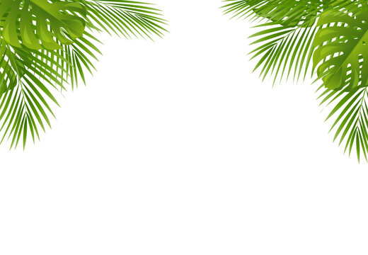 palm leaves frame