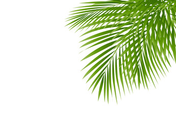 Palm Tree Border Isolated White Background