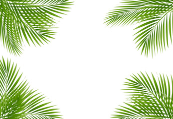 Fototapeta na wymiar Palm Tree Frame Isolated White Background
