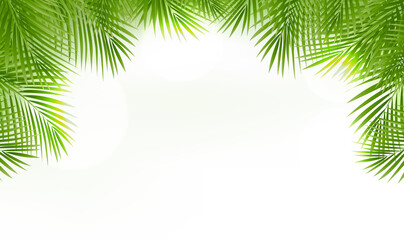 Fototapeta na wymiar Palm Tree Leaves Leaves Frame Isolated And White Background