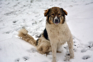 A spotted big dog sits on the snow and looks into the frame