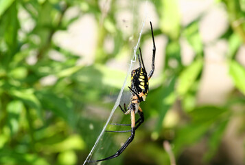 Black and Yellow Argiope Spider on Web in Indianapolis, Indiana