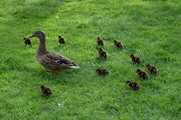 Entenspaziergang im Freiburger Stadtgarten