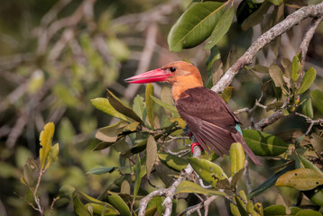 Brown-winged kingfisher bird photo.It is found along the north and eastern coasts of the Bay of Bengal, occurring in the countries of Bangladesh and India.