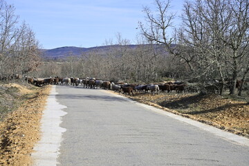 ruta por villardeciervos