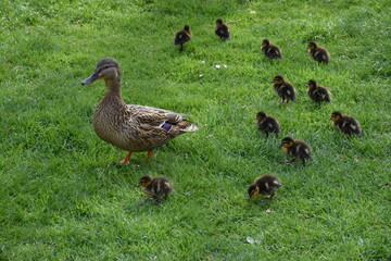 Entenspaziergang im Freiburger Stadtgarten