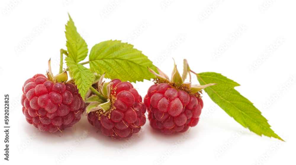 Canvas Prints Raspberry with leaves.