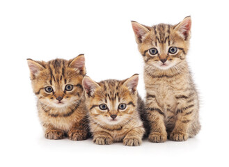 Fototapeta na wymiar Three small kittens.