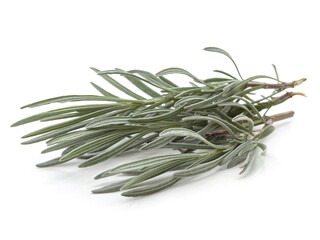 Branch of green rosemary.