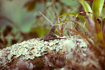 lagarto en rama
