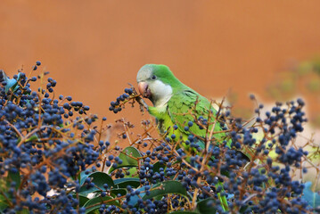 Green parrot - 592023679