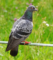 pigeon on the grass - 592023691
