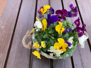 Bunte Hornveilchen blühen im Blumentopf auf den Gartentisch aus Holz