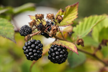 Blackberries growing on shrub in garden, closeup detail