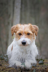 Jack Russel terrier portrait