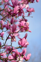 Fototapeta na wymiar Bright pink magnolia blossom on blue sky sunny day