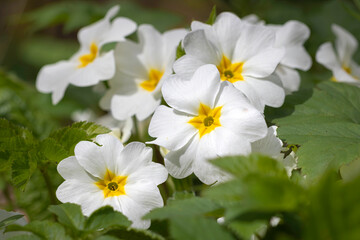 Fototapeta na wymiar Close up of white primrose