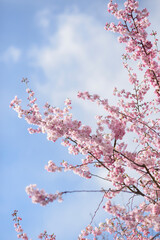 Branches of light pink blooming sakura in a sunshine, flowering cherry tree