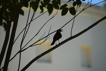 silhouette of a bird singing perched on a branch with leaves and white background