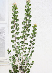 Ivy stalks stretch along the wall of the house. Decorative wall plaster.
