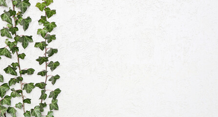 Ivy stalks stretch along the wall of the house. Decorative wall plaster.
