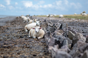Schafe an der Nordsee