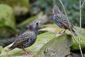 Common starling or European starling 