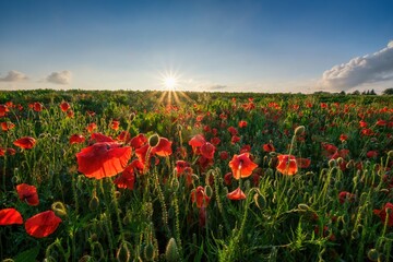Fototapeta na wymiar Beautiful field of red poppies in the sunset light. Landscape with nice sunset over poppy field.