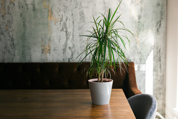 Room or restaurant decoration with plant in pot copy space