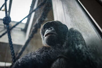 Affe im Basle Zoo, Schweiz