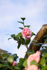 Closeup shots of pink Camelia japonica bush blooming in spring