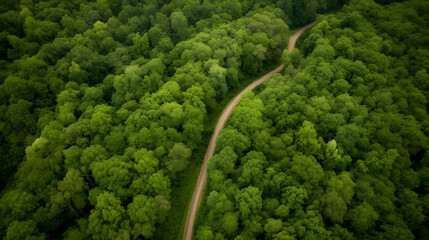 Aerial View of Lush Green Forest: Vibrant Foliage, Dense Tree Canopy and Winding Road
