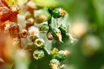 Snail & Cacti