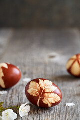 Easter eggs dyed with onion skins with fresh cherry blossoms, with empty space