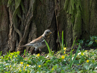 Turdus pilaris