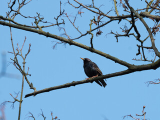 Sturnus vulgaris in park