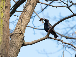 Sturnus vulgaris in park